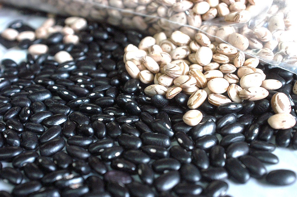 Produção de feijão — Foto: AEN