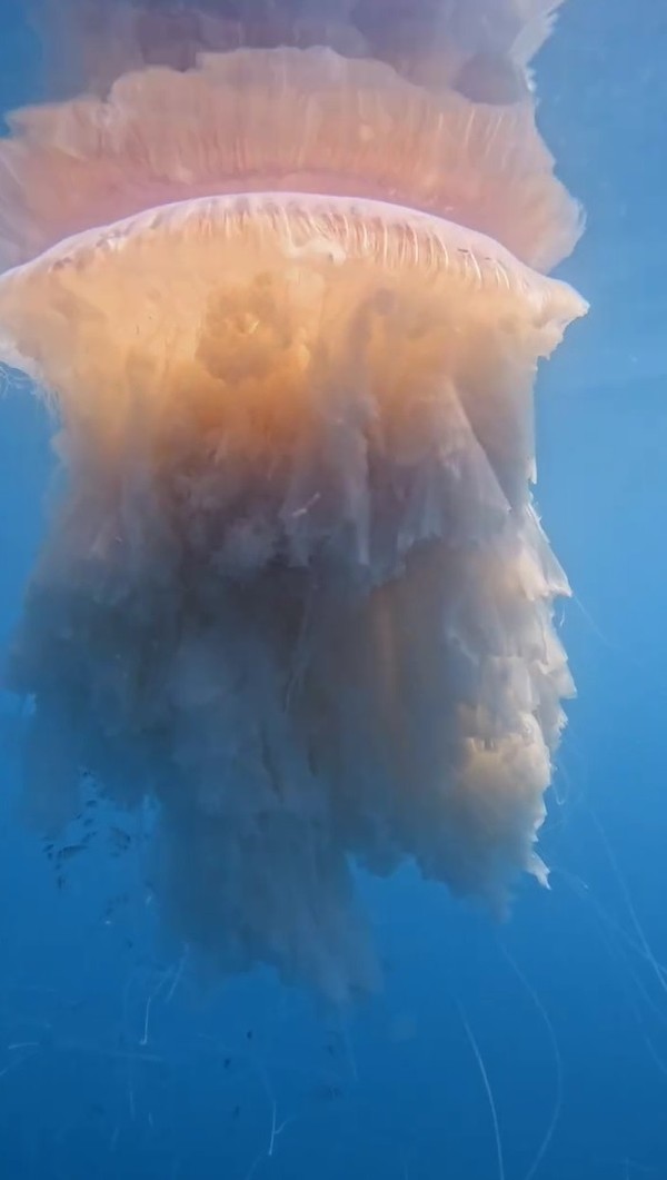 Água-viva gigante e rara encontrada no litoral de SP é quatro vezes maior  do que o homem mais alto do mundo | Vale do Paraíba e Região | G1