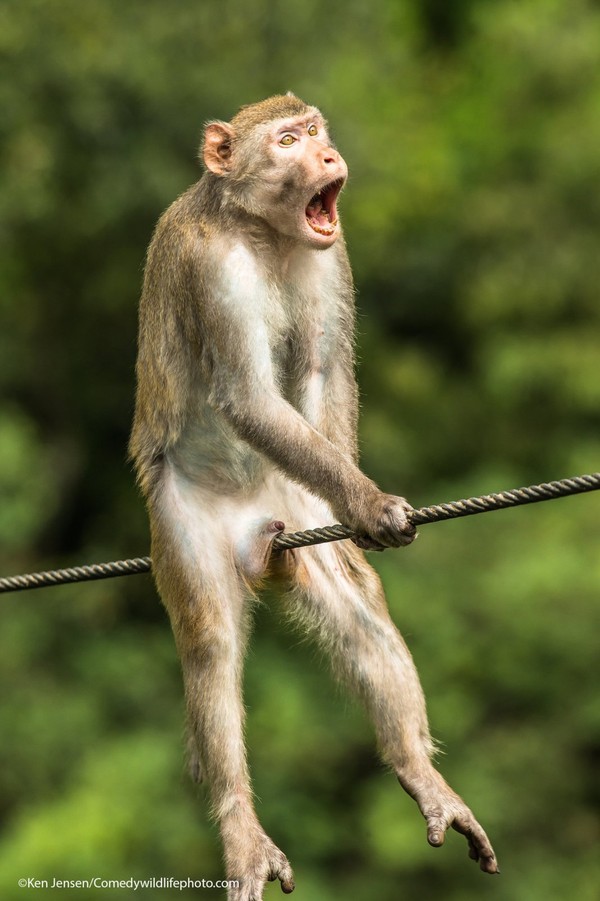28 melhor ideia de Fotos engraçadas de macacos  fotos engraçadas de macacos,  macacos, fotos engraçadas