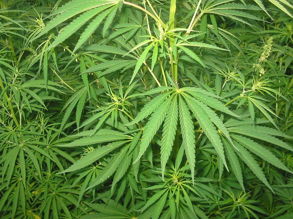 Maconha: pesquisa realizada nos EUA mostrou que 18% conhecem pessoalmente alguém que utiliza a droga com fins medicinais — Foto: https://commons.wikimedia.org/w/index.php?curid=209807