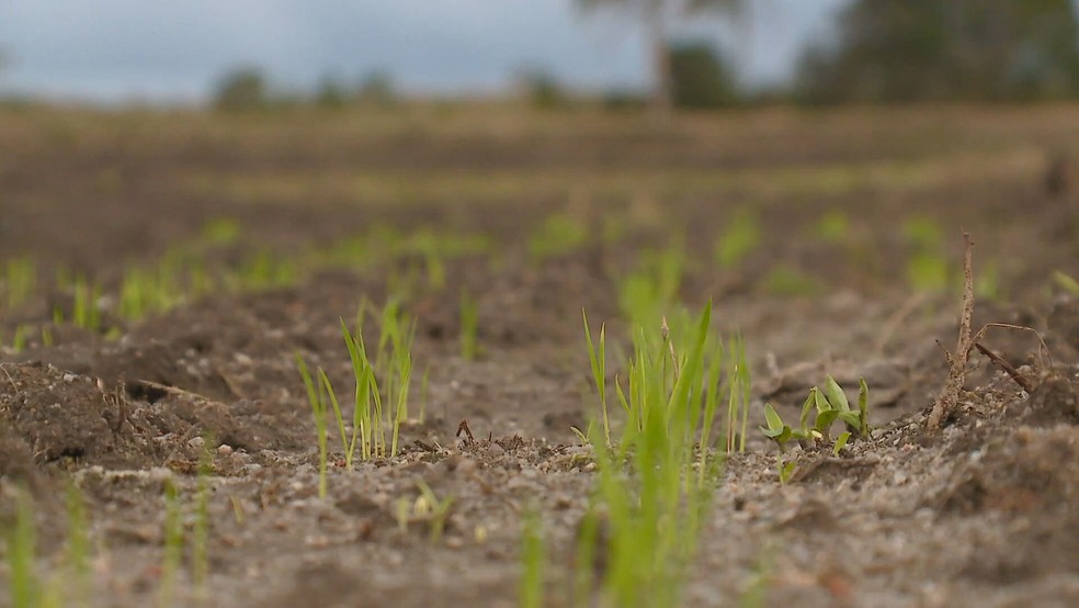 Chuvas torrenciais que assolaram o Sul do país prejudicaram o solo e o plantio de arroz — Foto: Reprodução/Jornal Hoje