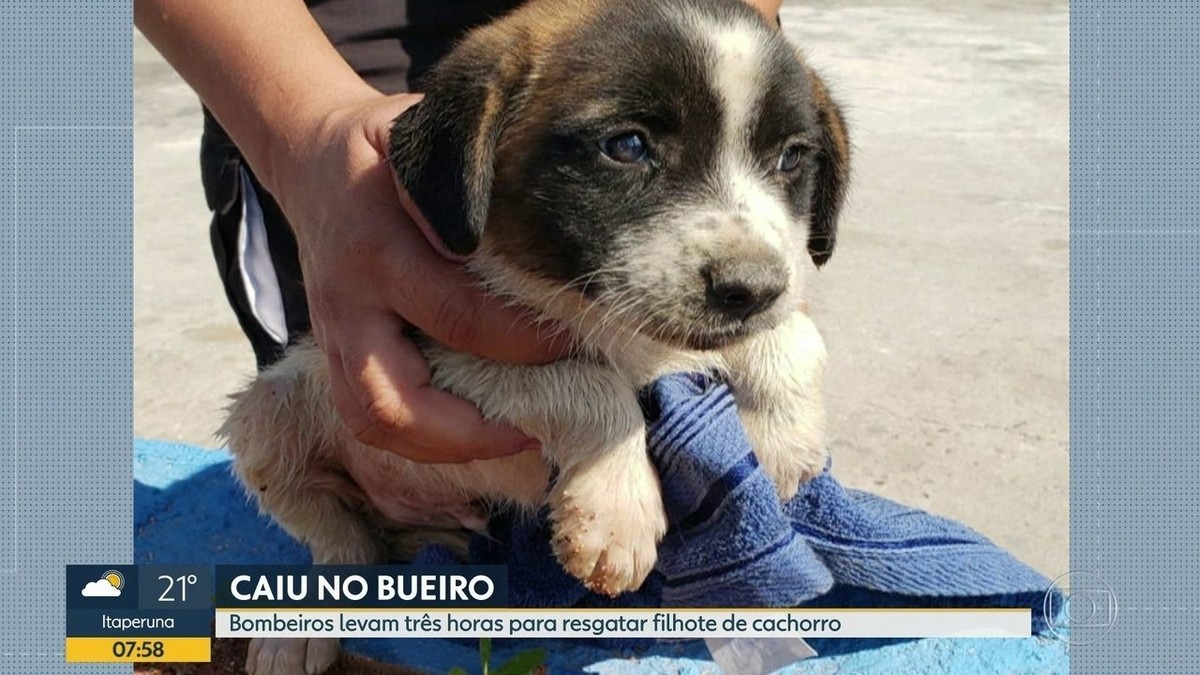 Filhote de cachorro que caiu em bueiro sem tampa é resgatado por bombeiro  em Nova Iguaçu