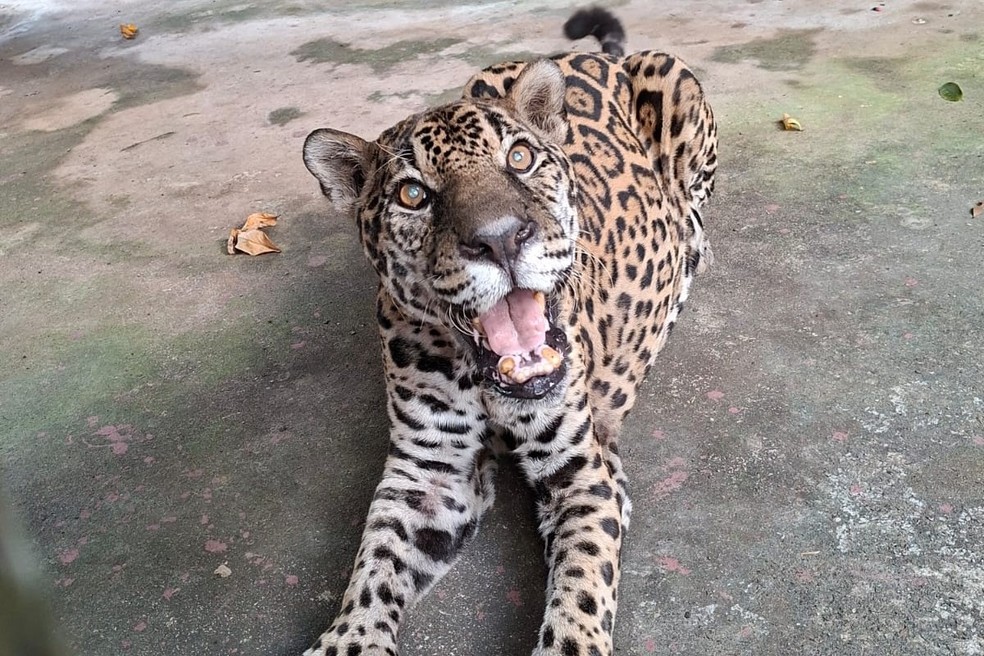 Onça-pintada de zoológico no Amazonas conquista recorde mundial de longevidade em cativeiro. — Foto: Divulgação/Exército Brasileiro