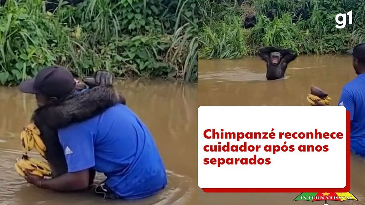 VÍDEO: Chimpanzé reconhece cuidador e o abraça em santuário camaronês