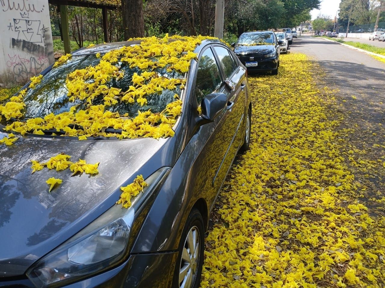 ‘Chuva’ de ipês cobre veículos e transforma rua de Campo Grande em cenário para fotos