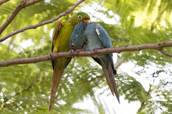 Maritaca mutante é flagrada em Rincão (SP) | G1