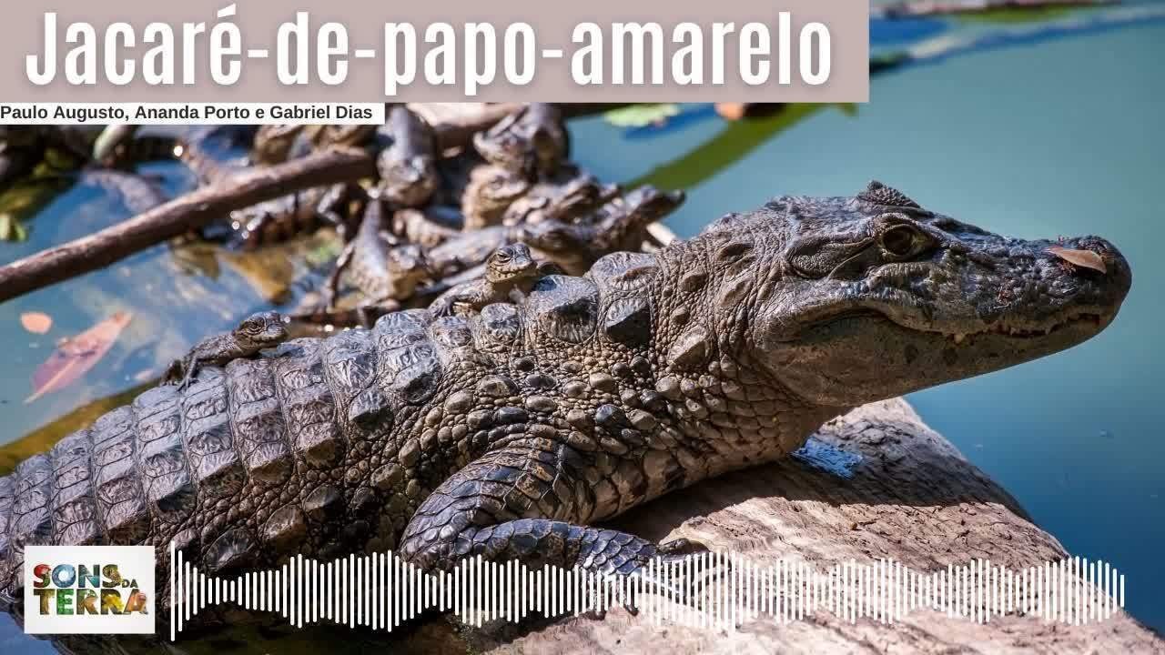 Jacaré-de-papo-amarelo é considerado 'guardião' da água e da floresta | G1