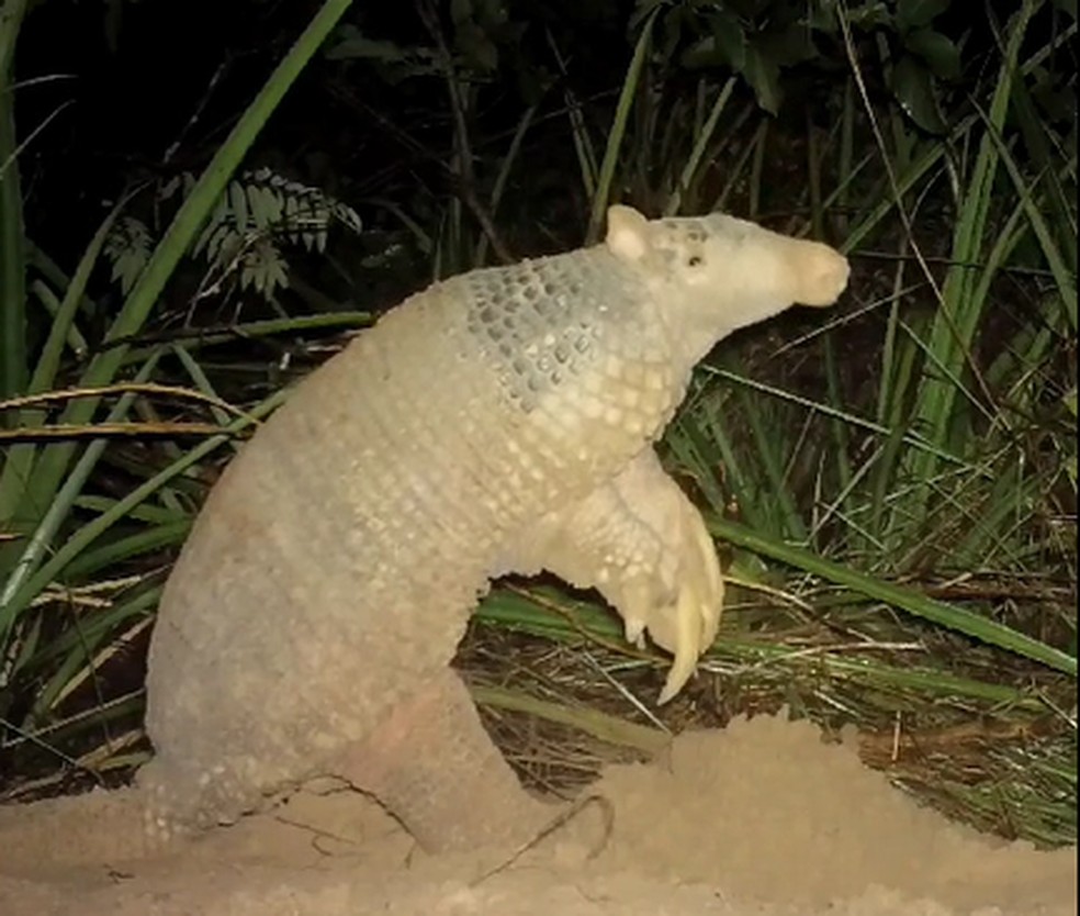 Isabel sendo flagrada por uma das armadilhas fotográficas do instituto — Foto: Projeto Tatu Canastra/Redes Sociais