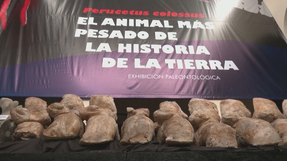 Exibição de fóssil de baleia em Lima, no Peru, diz que animal pode ser o mais pesado da Terra — Foto: Reprodução/TV Globo