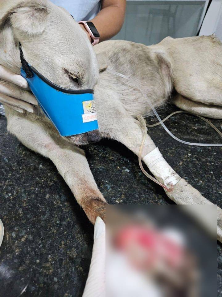 Vira-lata resgatada demonstra gratidão 'arrastando' veterinárias para perto dela; veja VÍDEO