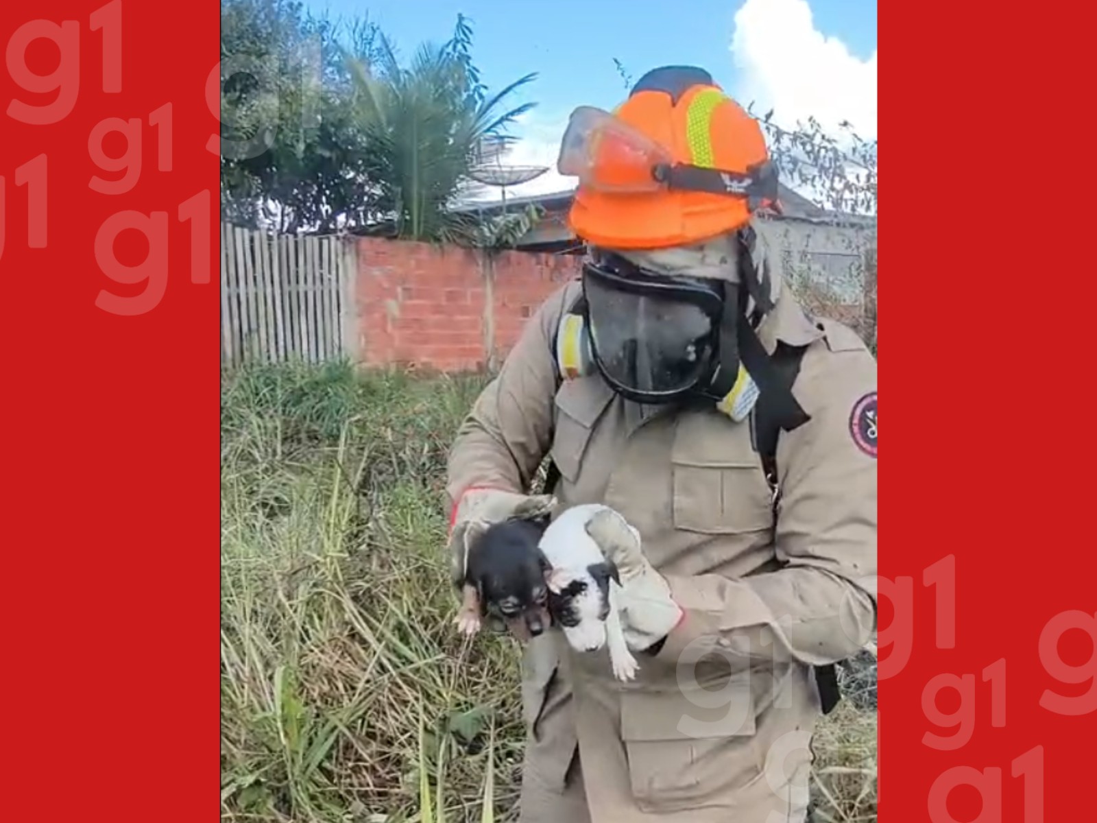 Filhotes de cachorro são resgatados por bombeiros durante incêndio em vegetação no Acre; VÍDEO