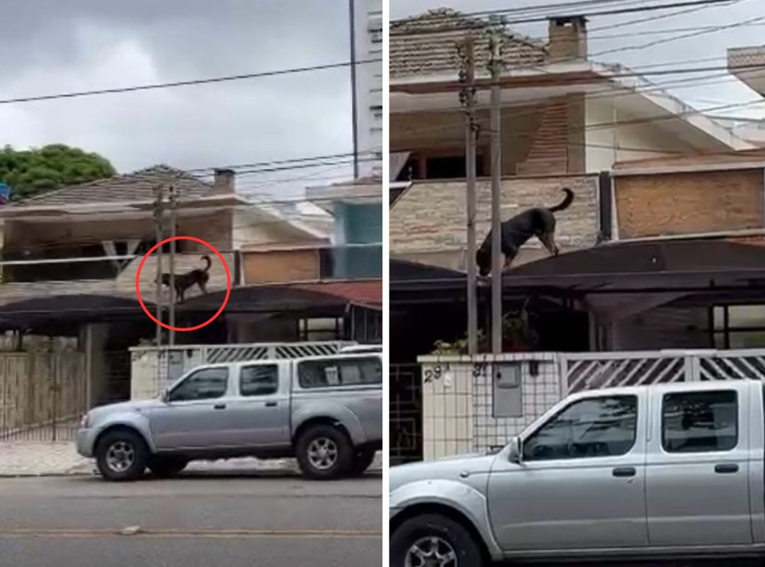 Cão escapa de imóvel e surpreende pela ousadia: 'é inusitado um cachorro em cima do telhado'; VÍDEO 