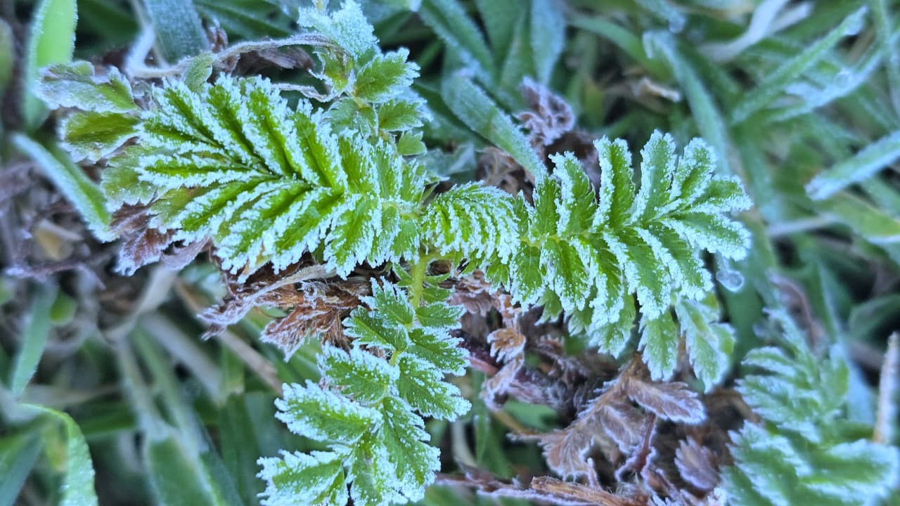 Pelo 2º dia consecutivo, São Joaquim registra geada fraca e termômetros perto de 0°C