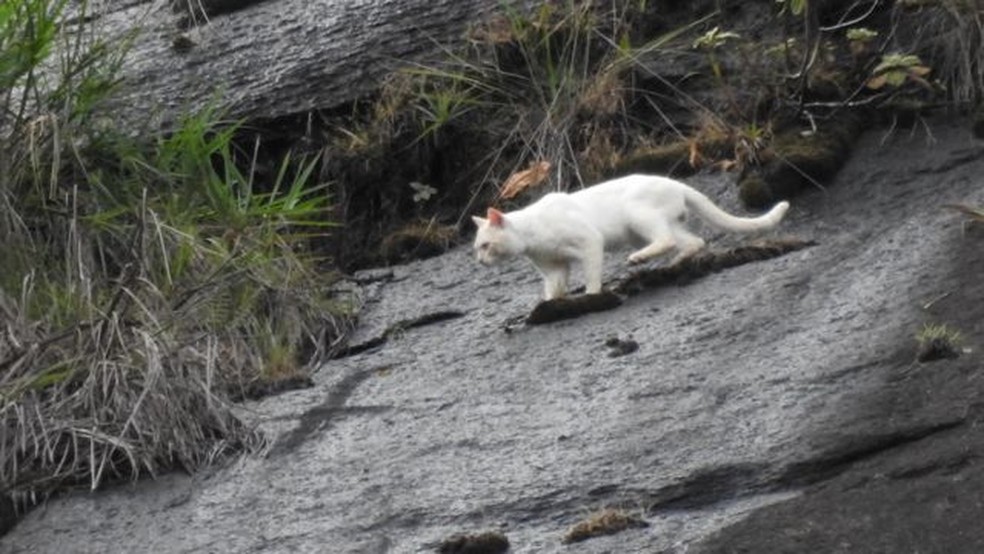 Imagem de suposta aparição da onça raríssima foi enviada ao ICMBio, mas se tratava de um gato — Foto: REPRODUÇÃO