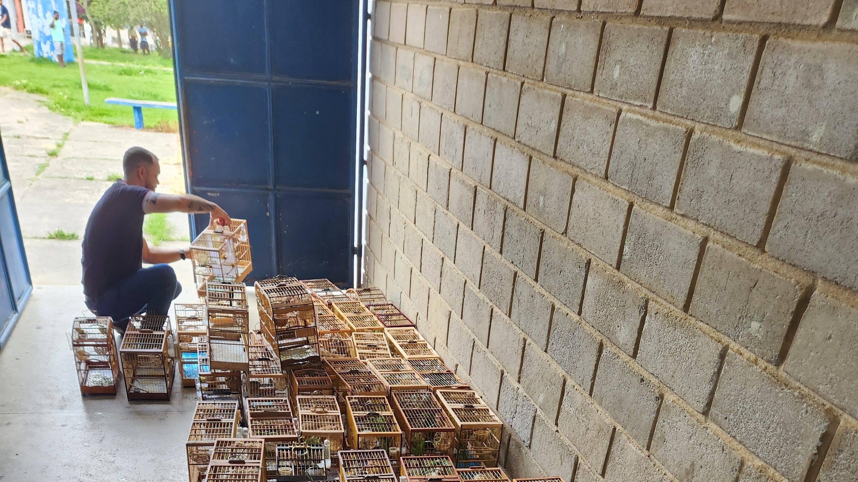 Mais de 100 aves silvestres expostas em evento ilegal são resgatadas na Bahia