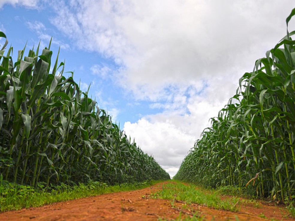 Produ&ccedil;&atilde;o milho Uberaba &mdash; Foto: Arquivo / Prefeitura de Uberaba