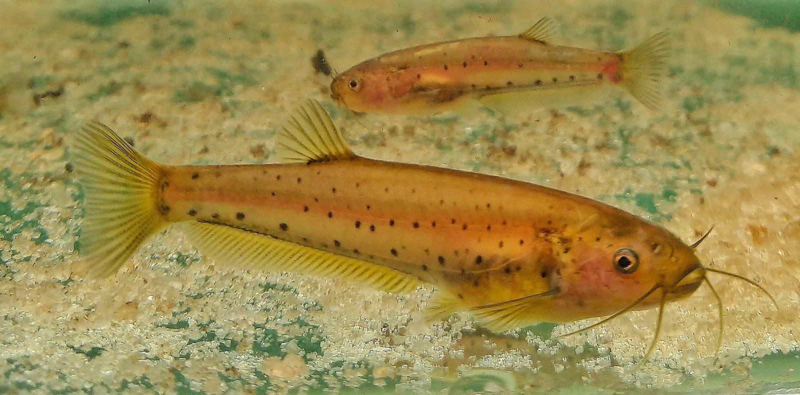 DNA na água revela peixe raro da Mata Atlântica e ajuda a encontrar nova população