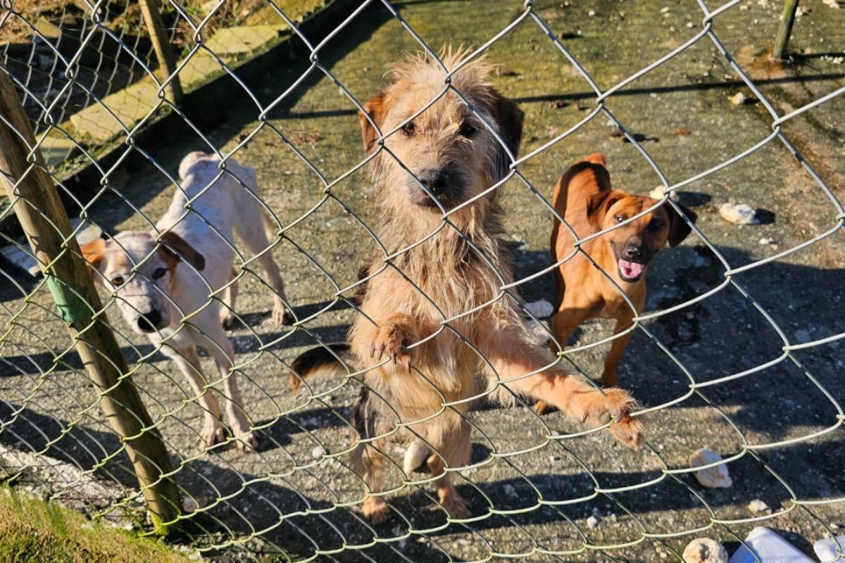 Dono de sítio é preso após manter nove cães em local insalubre e alimentá-los com pão mofado no litoral de SP