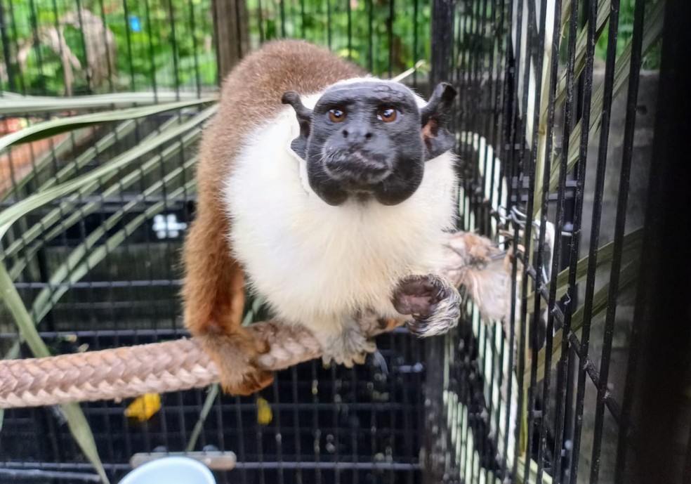 Sagui vendido ilegalmente é resgatado em Santos 