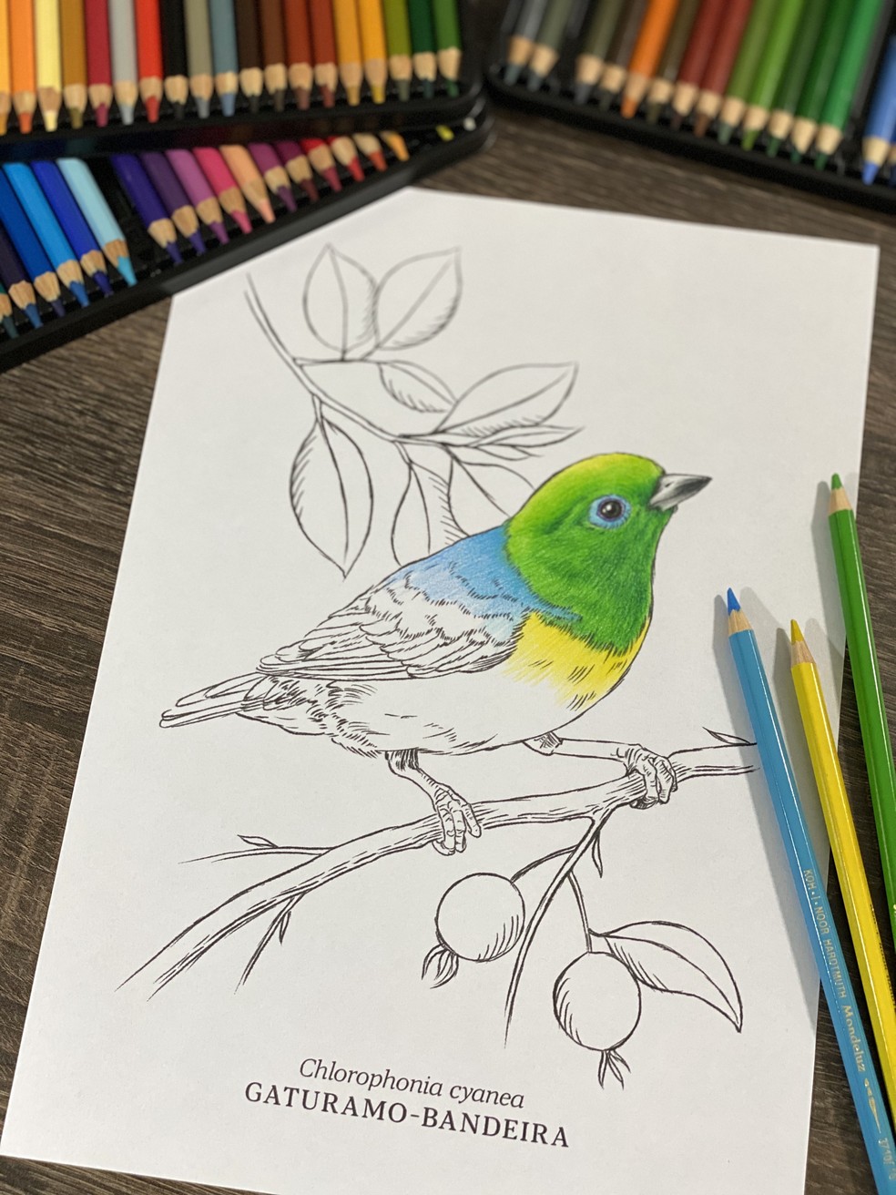 Desenhos para colorir são oportunidade para aprender sobre as aves durante  a quarentena, Especiais