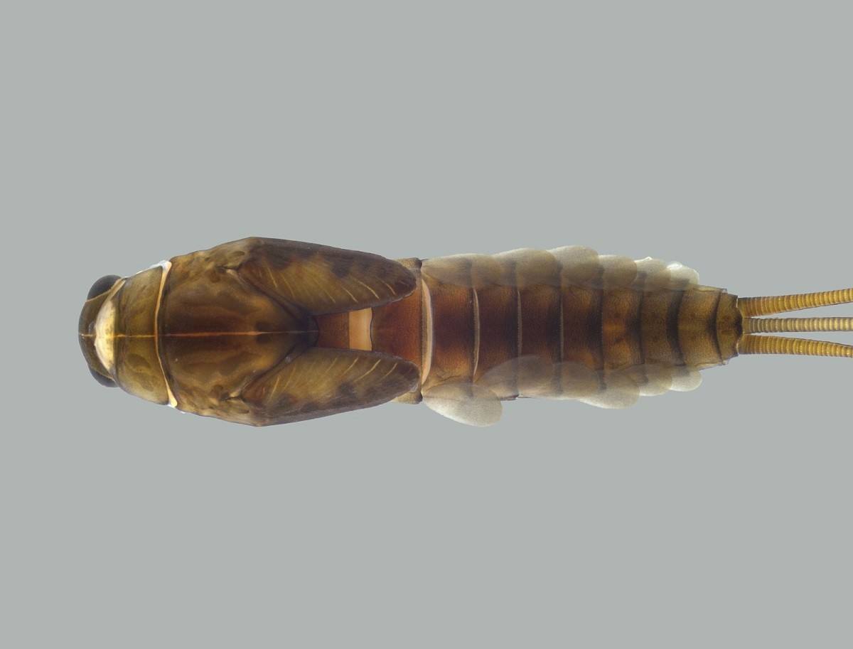 Pesquisadores da UFV descobrem novas espécies de insetos na Mata Atlântica