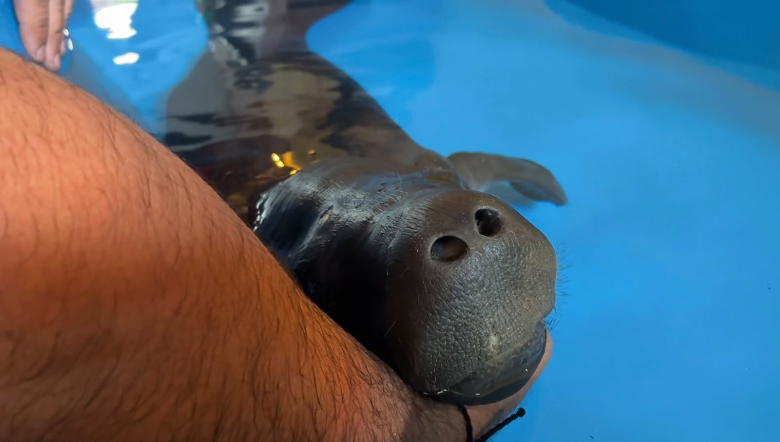 Após ficar preso em lago, filhote de peixe-boi ganha toada de compositor parintinense