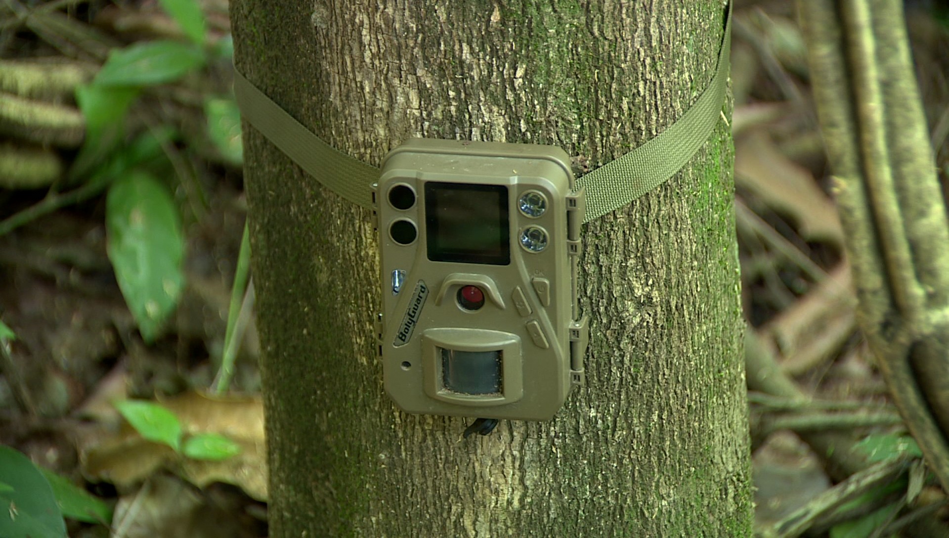 Furto de câmeras prejudica projeto de preservação da fauna em Americana