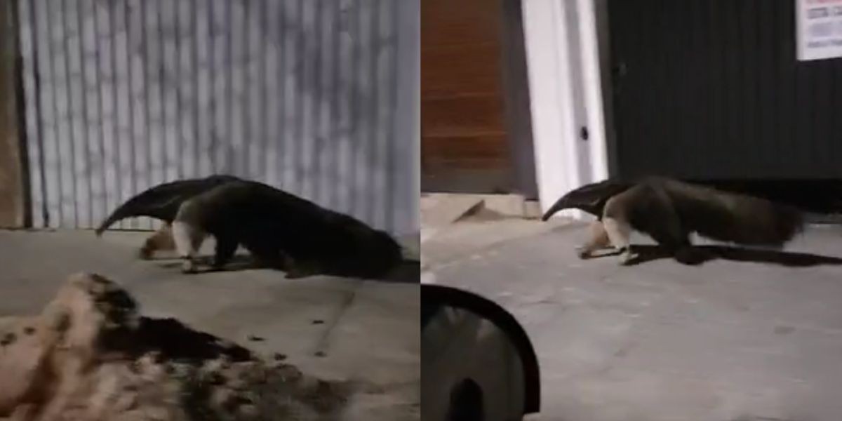 VÍDEO: Tamanduá-bandeira é resgatado após 'passeio' por ruas no centro de Bauru