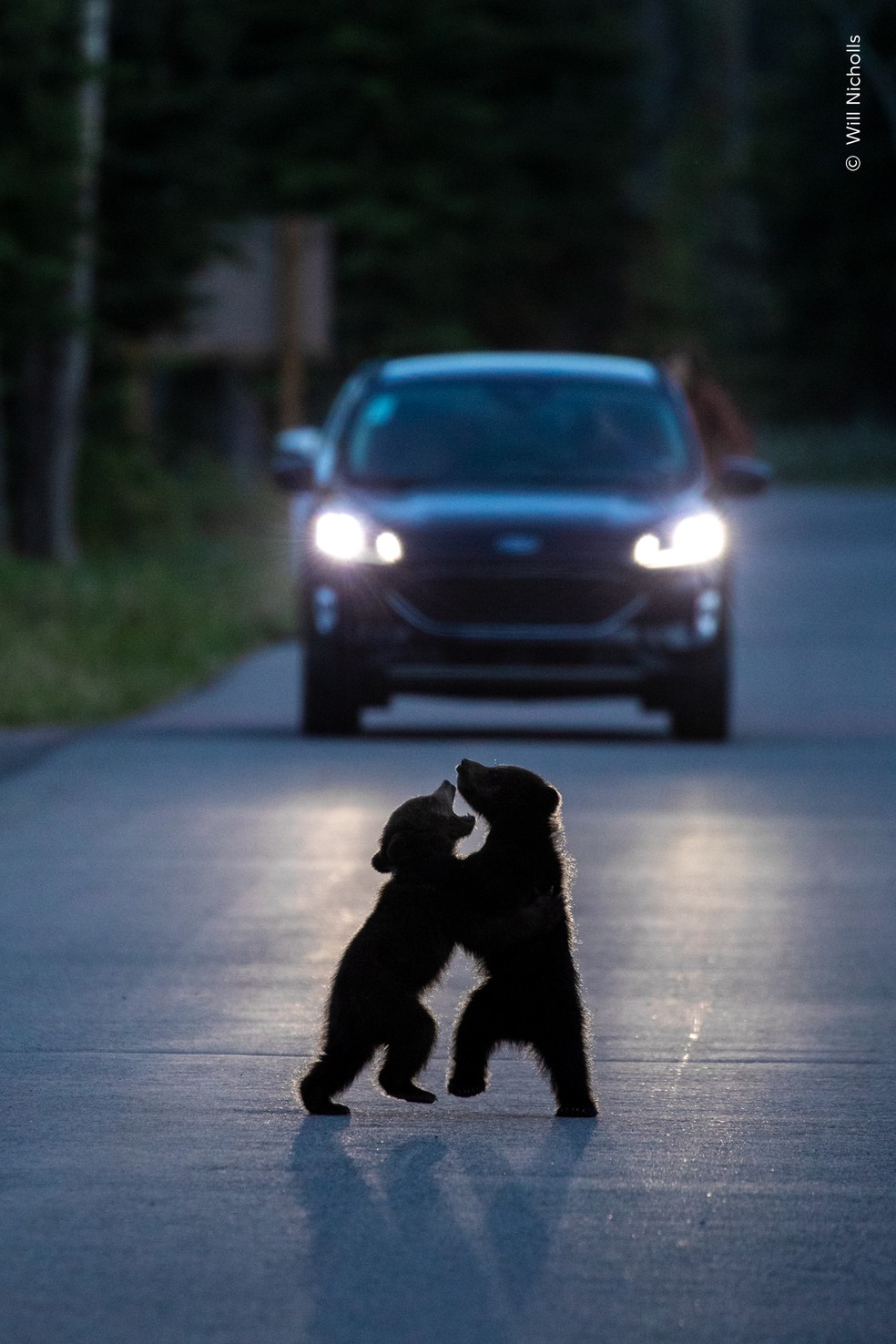 Dois filhotes de urso se erguem e brincam no meio de uma estrada tranquila, iluminados pelos faróis de um carro, no Canadá. — Foto: Will Nicholls – Wildlife Photographer of the Year – People’s Choice Award 2026