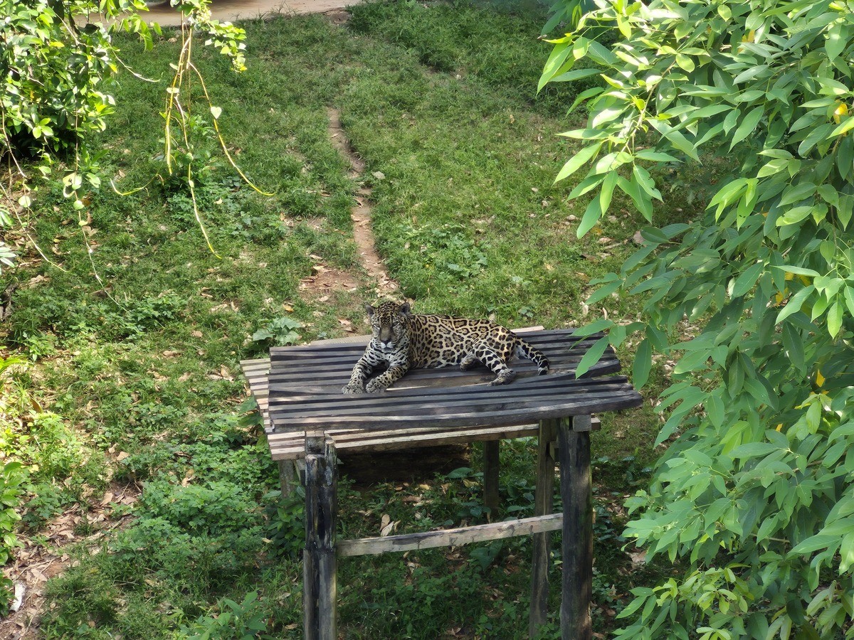 Conheça Guardião: onça-pintada do AM que está entre os felinos mais velhos em cativeiro no Brasil
