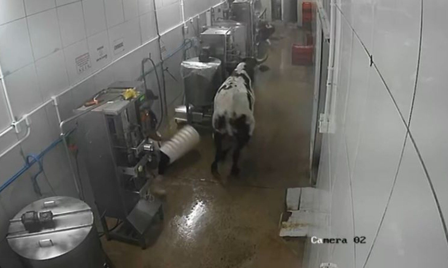 Vaca invade fábrica no Ceará, persegue funcionários e vandaliza máquinas; vídeo