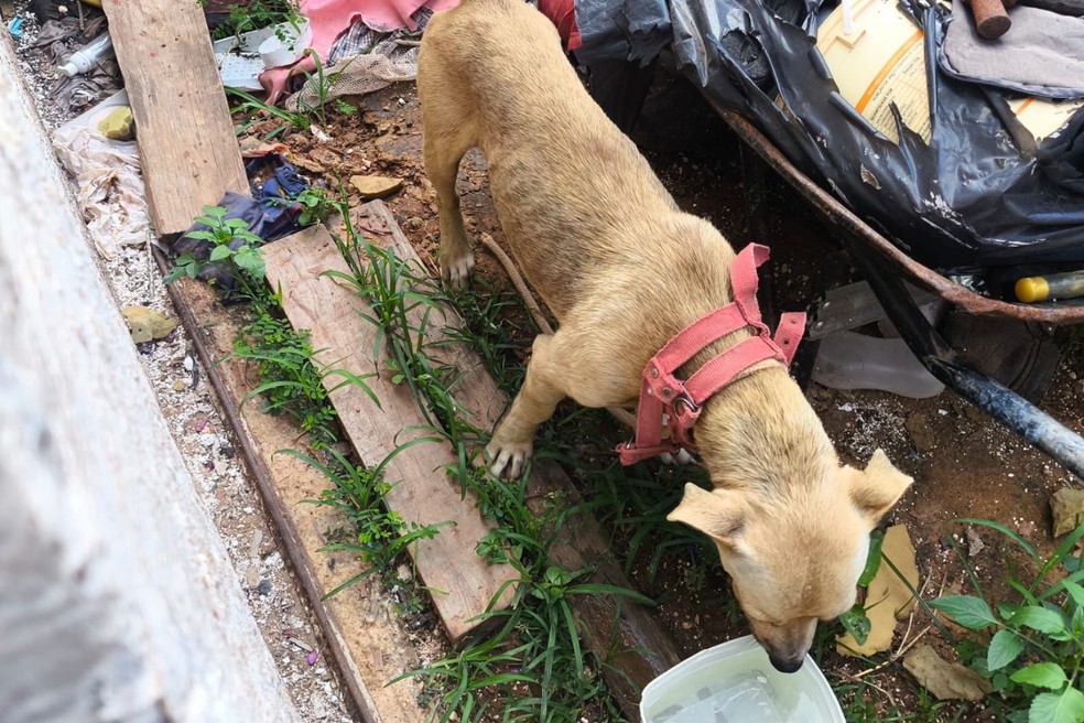Mulher é detida e multada em R$ 3 mil após deixar cão em situação de maus-tratos e sem ração em Presidente Prudente (SP) — Foto: Reprodução/Polícia Ambiental