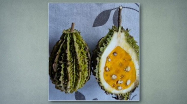 Você conhece a sapucainha? Fruta exótica da Mata Atlântica tem sementes tóxicas e consumo exige cuidado