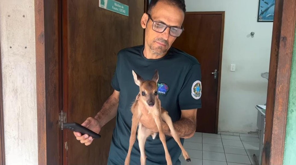 Filhote de veado-catingueiro é resgatado e entregue ao Ibama no Piauí. — Foto: Reprodução