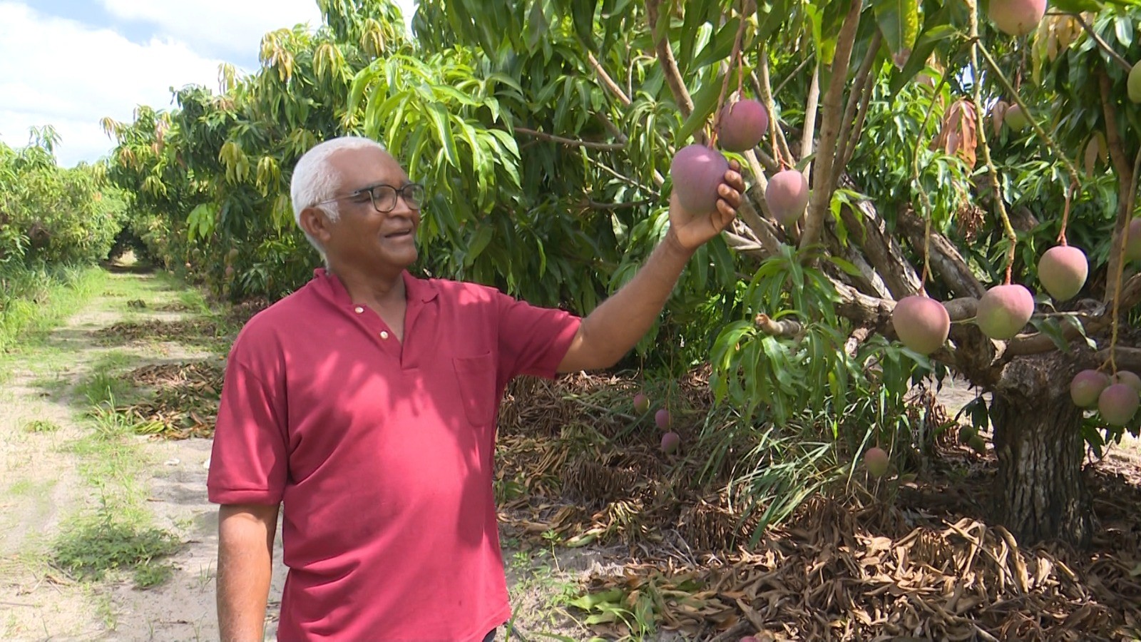 Produtores de Roraima reagem a liberação para exportar frutas: 'Nossa produção era tratada como droga'
