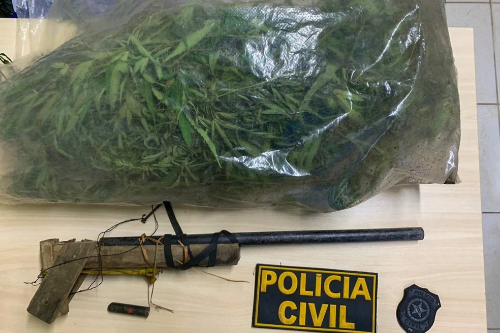 9 mil pés de maconha são localizados e destruidos no Pará — Foto: Ascom Polícia Civil