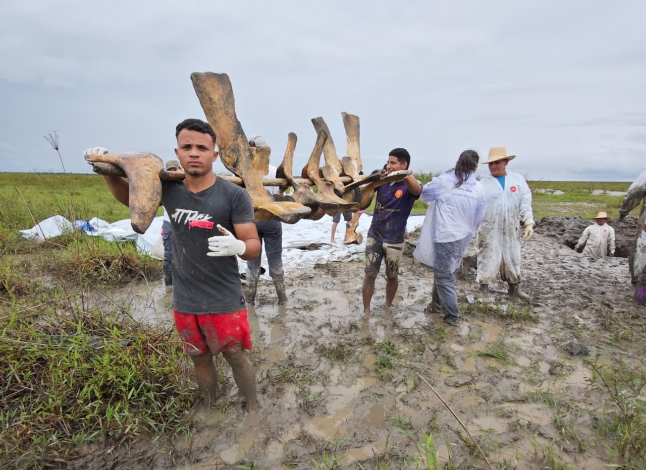 Iepa resgata ossos de baleia-sei no Pará em ação do projeto do Amapá