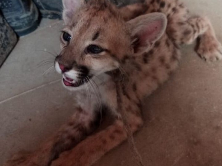 Filhote de onça-parda, araras e serpentes: megaoperação no PR e mais três estados prende suspeitos de vender animais