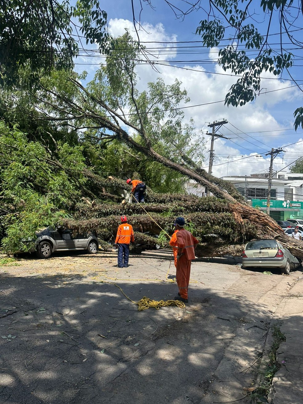 Árvore caída na Lapa, Zona Oeste de São Paulo, mais de 20 horas depois de temporal da sexta-feira (11). — Foto: Reprodução/TV Globo