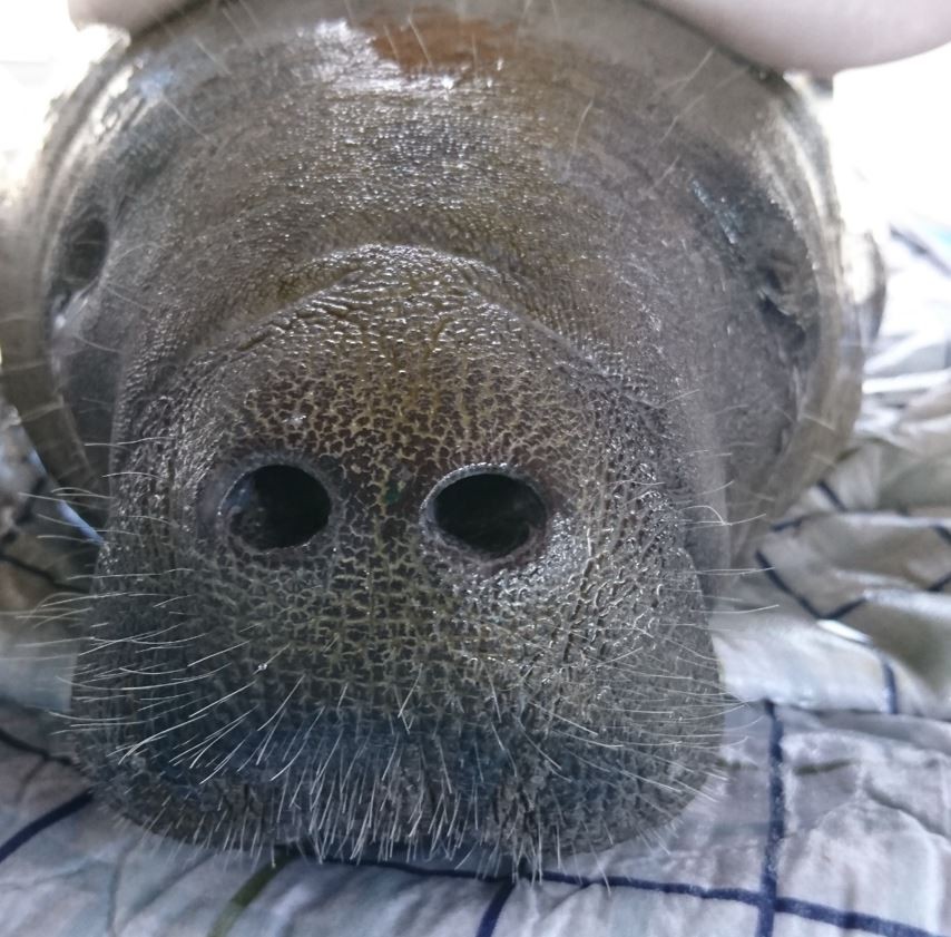 Peixe-boi fêmea de mais de 400 kg é solta no mar após 2 anos de reabilitação no RN