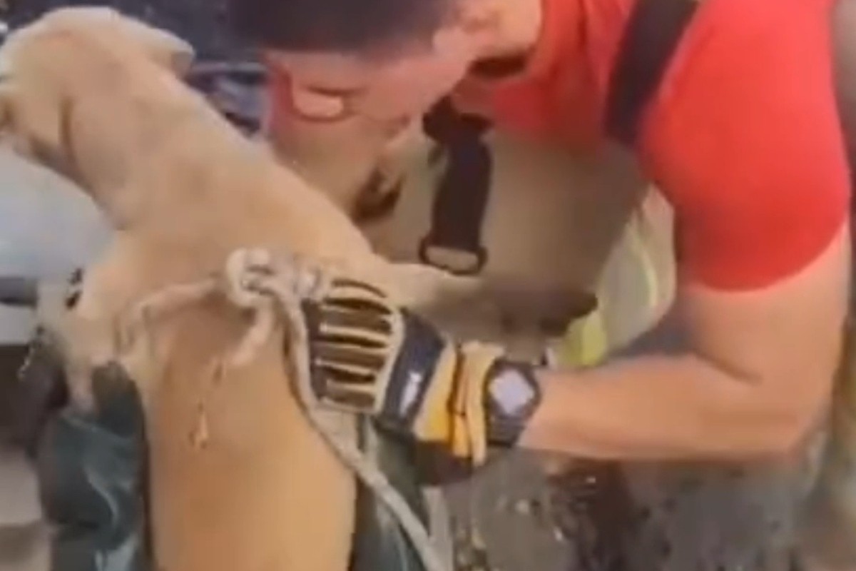 Cachorro é resgatado de bueiro após passar três dias preso em Manaus; VÍDEO