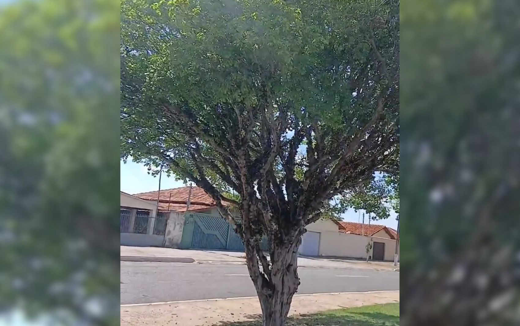 Avenida com jabuticabeiras dando frutos atrai visitantes em Goiás; vídeos