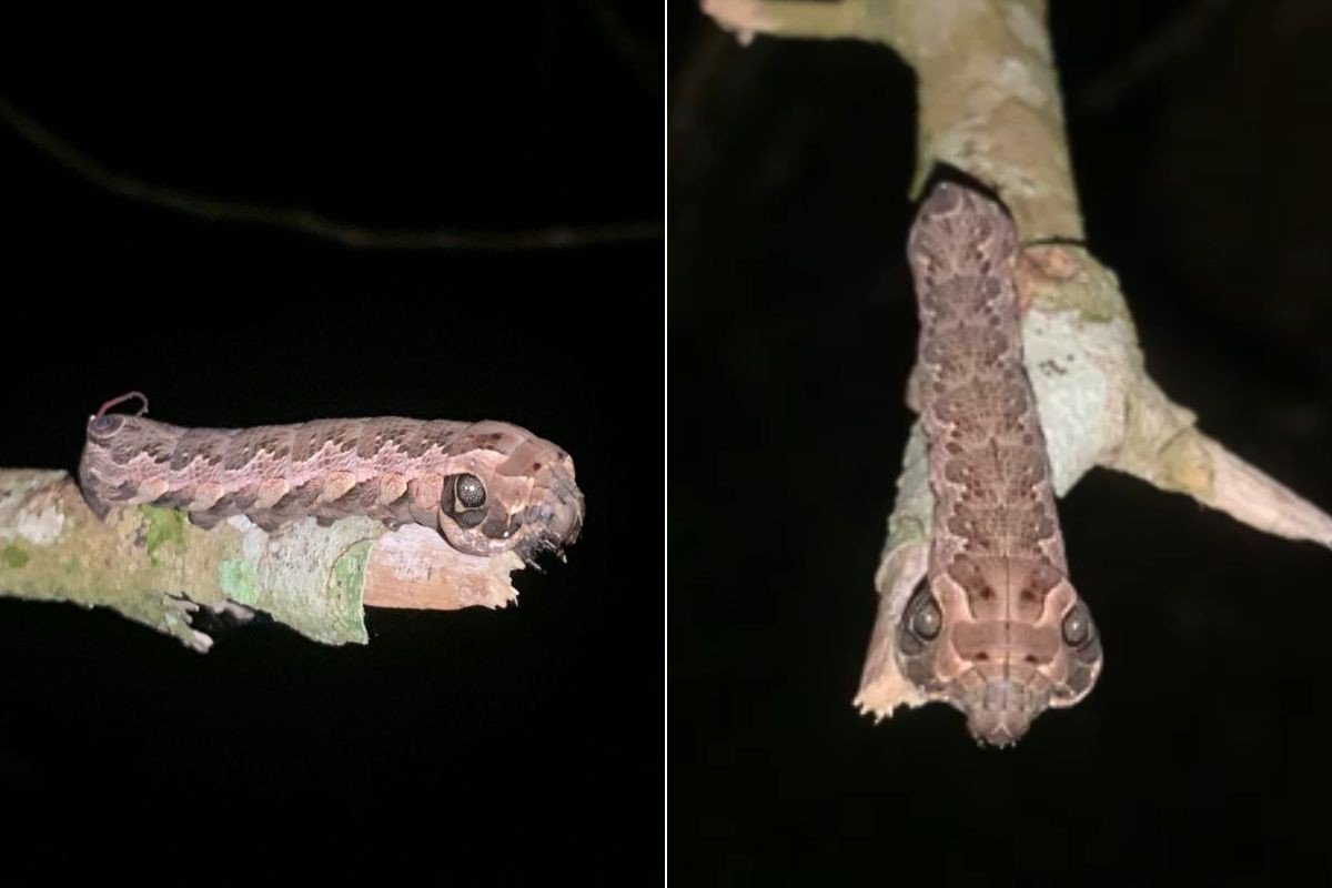 Flagrante raro: lagarta se transforma em 'cobra' para se defender; VÍDEO