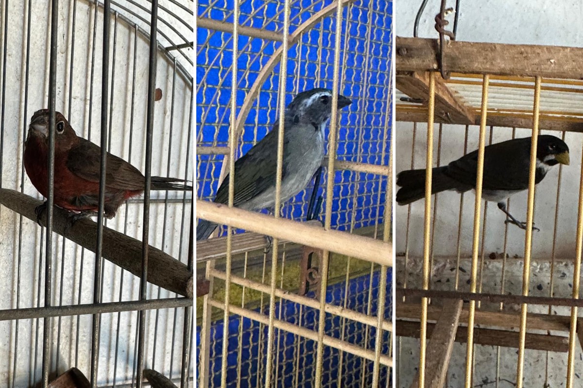 Mulher é multada em R$ 3 mil por manter aves silvestres em cativeiro no interior de SP