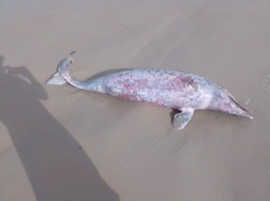 Golfinho é encontrado morto em praia de São Luís; égua é resgatada após cair em buraco no MA