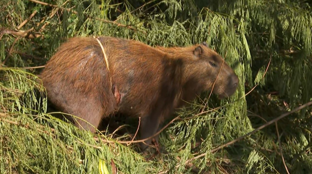 Justiça decide que capivara volte a ficar com influencer em