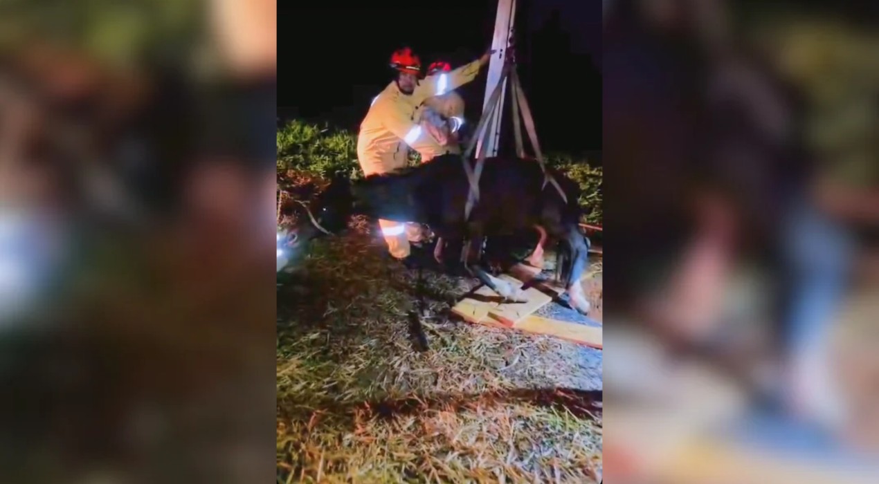 Bombeiros levam quase 5 horas para resgatar cavalo que caiu em poço de 6 metros de profundidade em Sorocaba