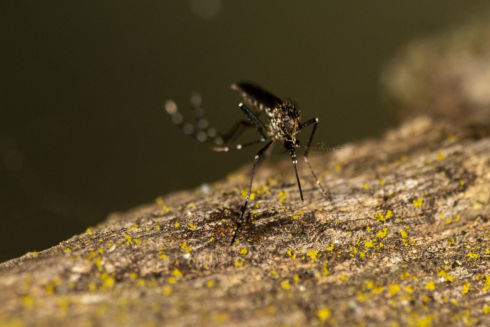 Assim como dengue e zika, o chikungunya também é transmitido pelo mosquito Aedes aegypti — Foto: Sean Werle/INaturalist