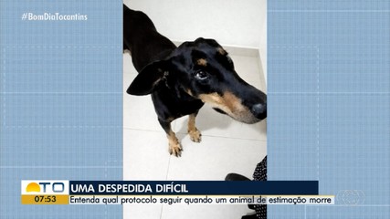 Enterro de animais de estimação deve seguir protocolo; saiba o que fazer na despedida