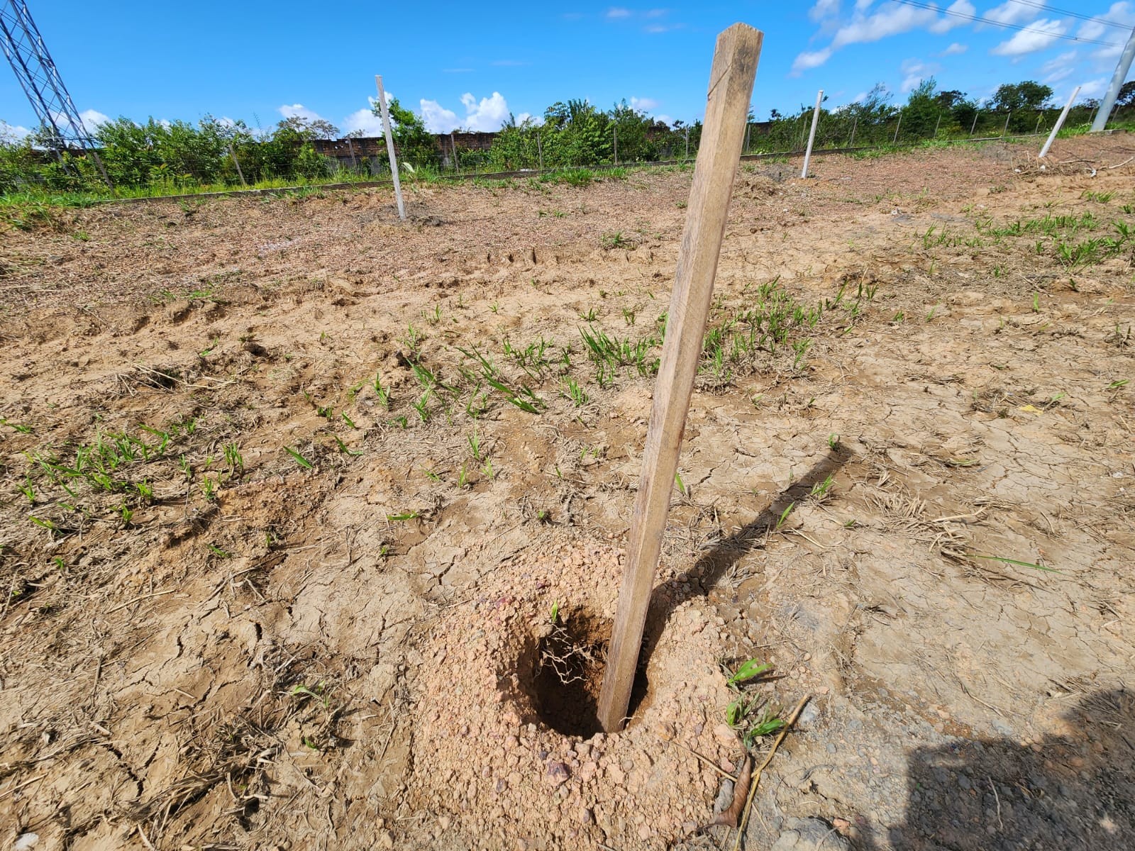 Furtos de mudas de árvores colocam em risco projeto de arborização em rodovia do Amapá
